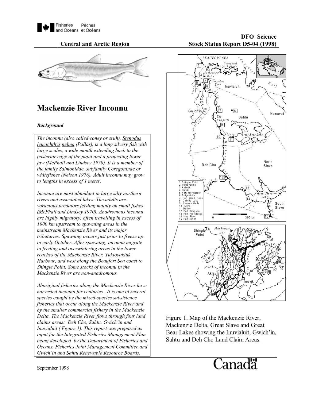 Mackenzie River Inconnu E