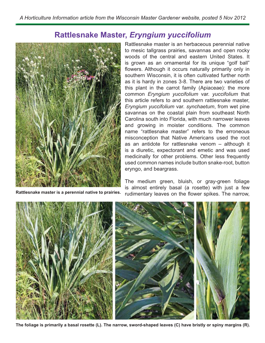 Rattlesnake Master, Eryngium Yuccifolium