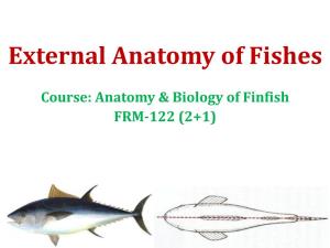 External Anatomy of Fishes