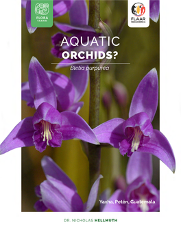AQUATIC ORCHIDS? Bletia Purpurea