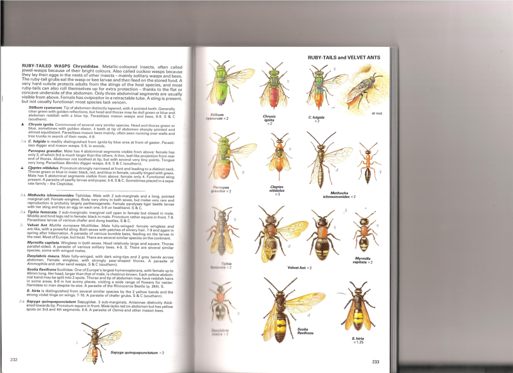 Insects-Chinery-231-241.Pdf