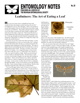 Leafminers: the Art of Eating a Leaf