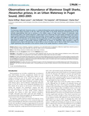 Observations on Abundance of Bluntnose Sixgill Sharks, Hexanchus Griseus, in an Urban Waterway in Puget Sound, 2003-2005