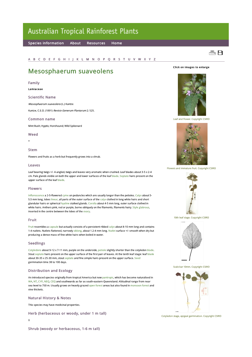 Mesosphaerum Suaveolens Click on Images to Enlarge