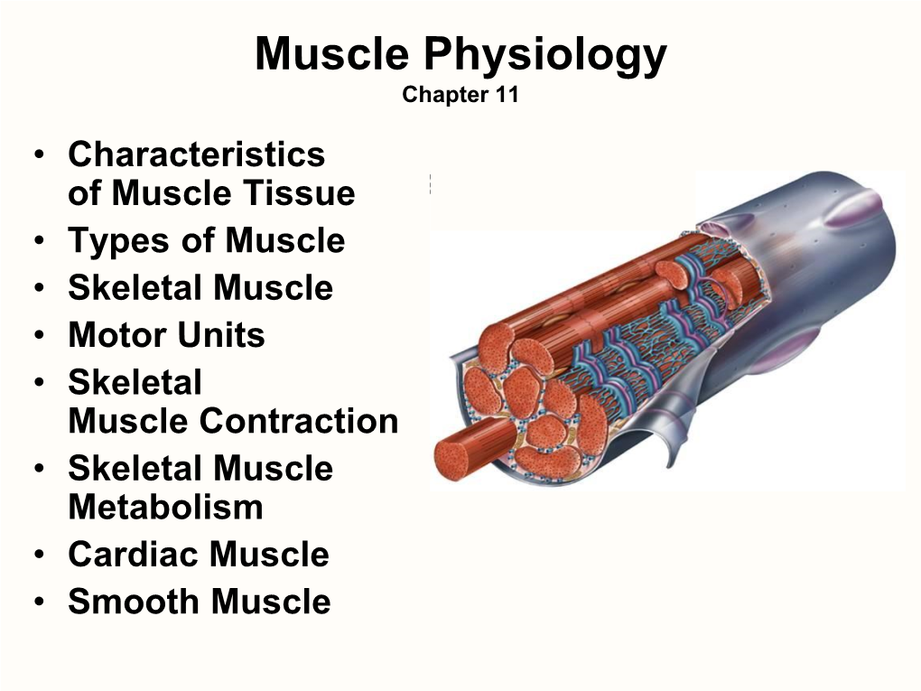 Muscle Physiology