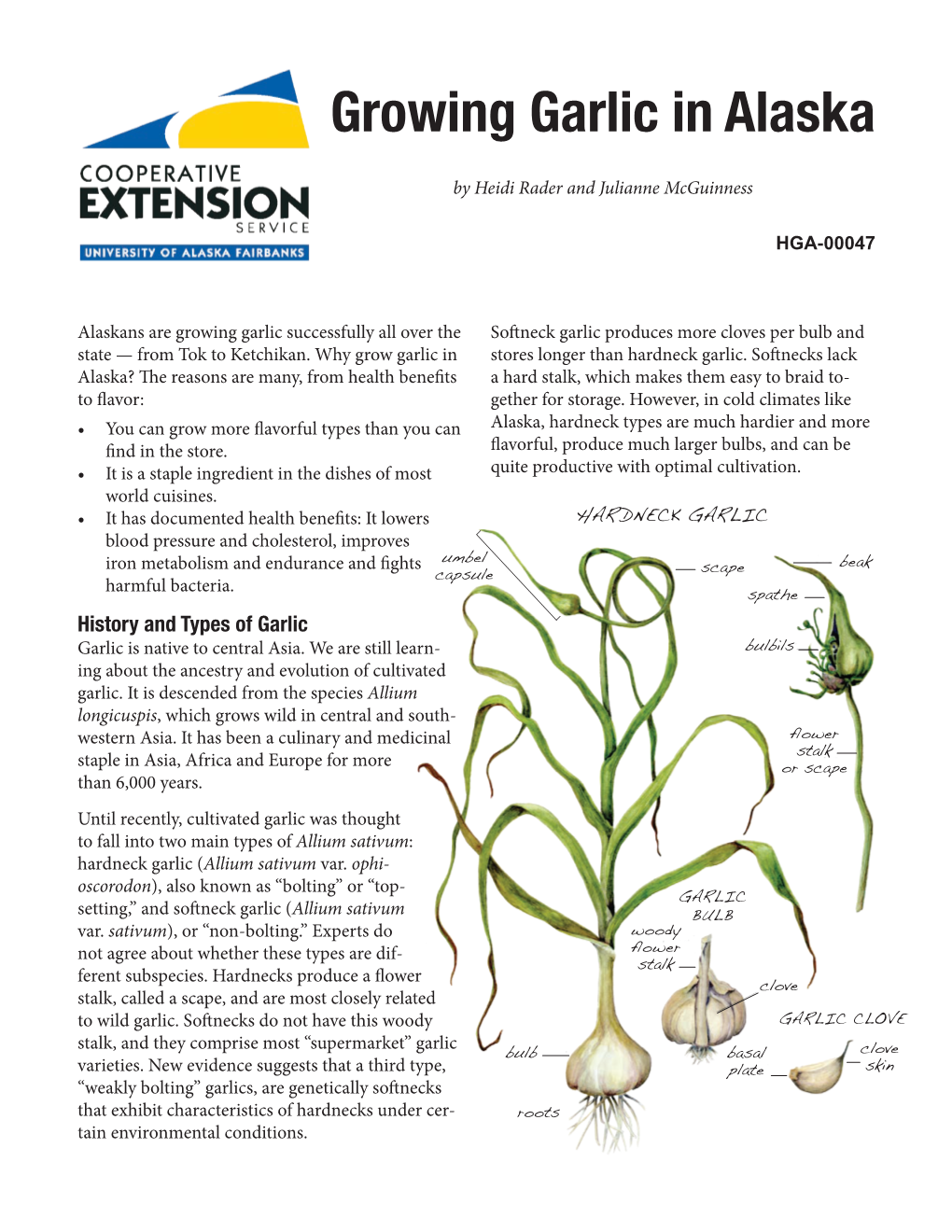 Growing Garlic in Alaska