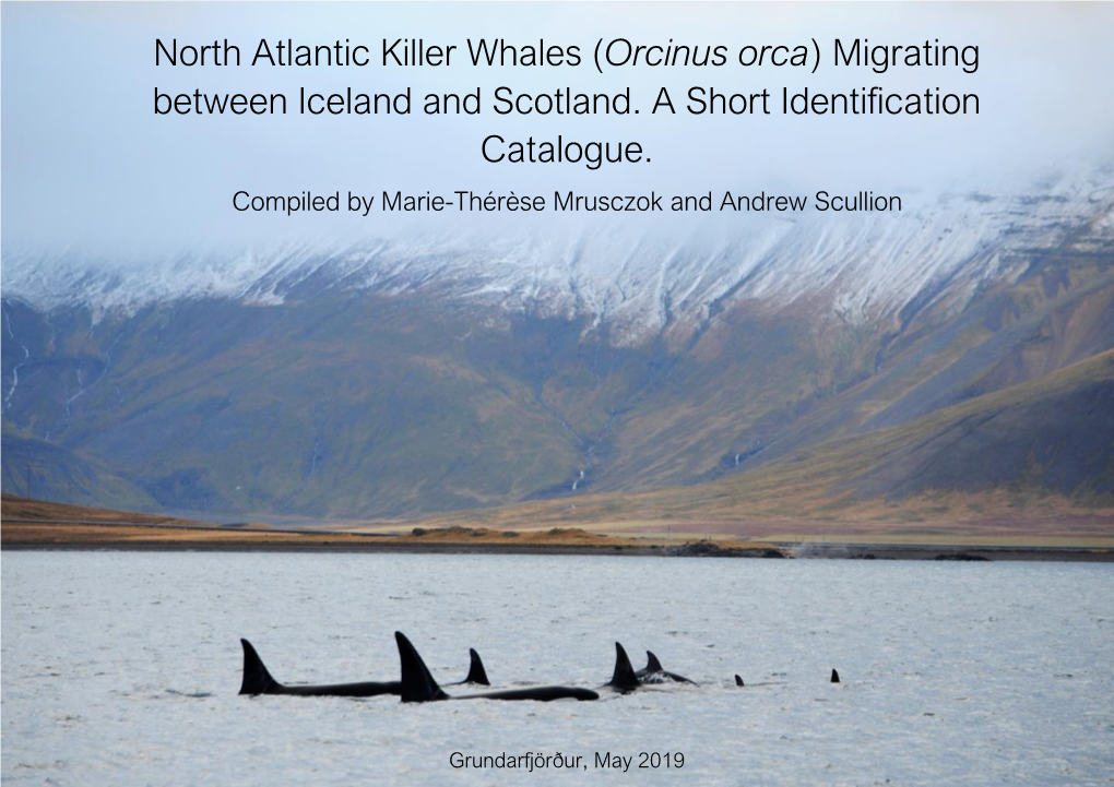 Killer Whales Migrating Between Iceland