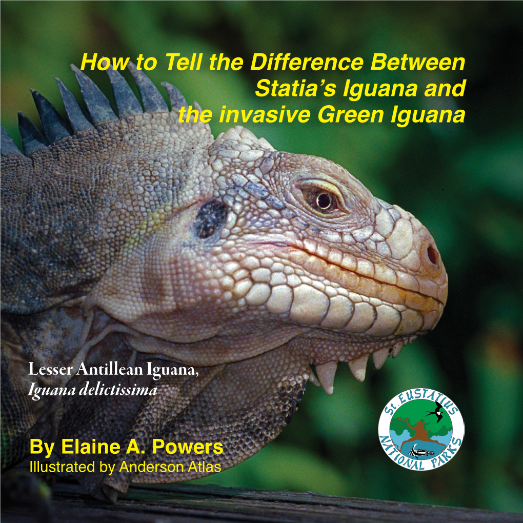 How to Tell the Difference Between Statia's Iguana and the Invasive