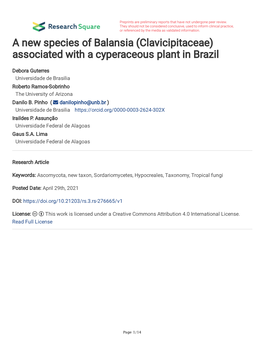 A New Species of Balansia (Clavicipitaceae) Associated with a Cyperaceous Plant in Brazil