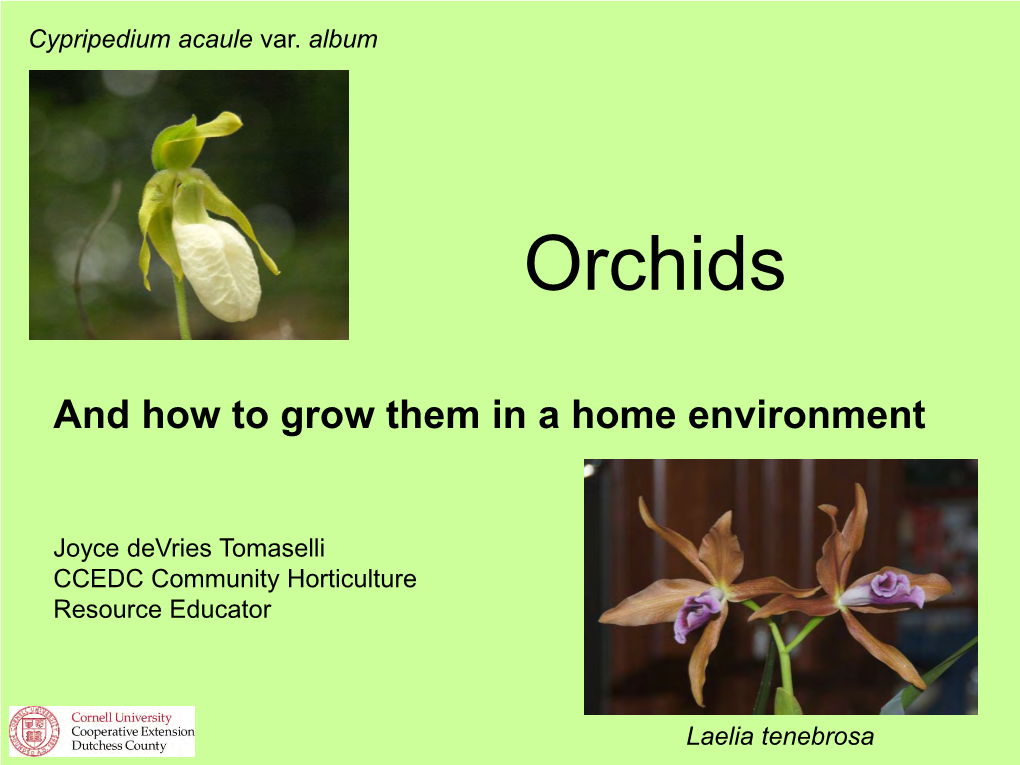 Orchids for the Home