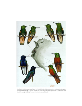 Distribution of Boissonneaua Taxa. Upper Left Birds, Left-Right: B