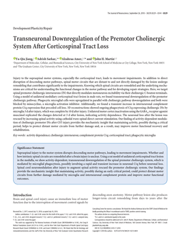 Transneuronal Downregulation of the Premotor Cholinergic System After Corticospinal Tract Loss