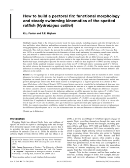 How to Build a Pectoral Fin: Functional Morphology and Steady Swimming Kinematics of the Spotted Ratfish (Hydrolagus Colliei)