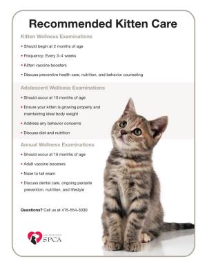 Kitten Care Kitten Wellness Examinations