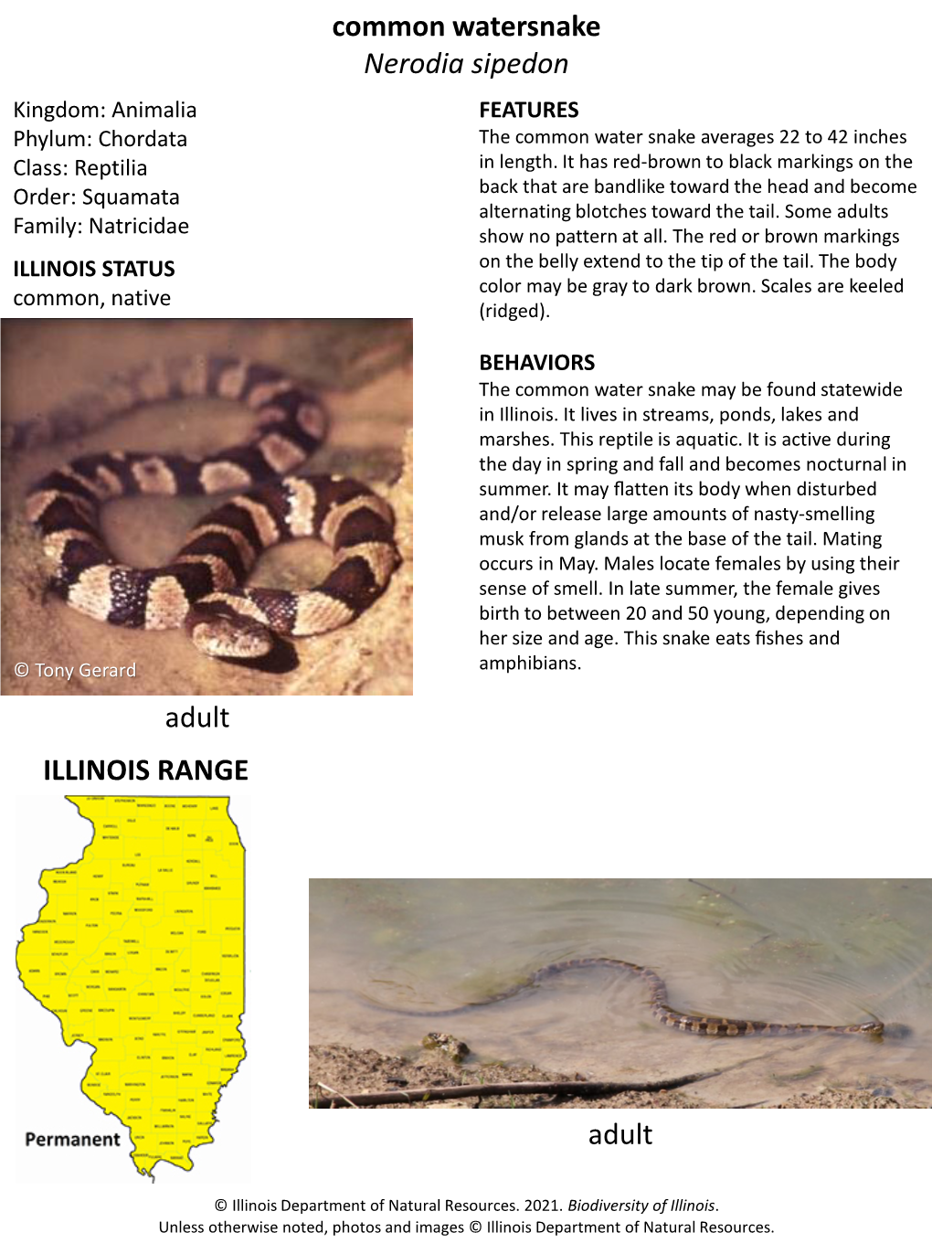 Common Watersnake Nerodia Sipedon Adult Adult ILLINOIS RANGE