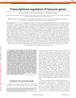 Transcriptional Regulation of Tenascin Genes