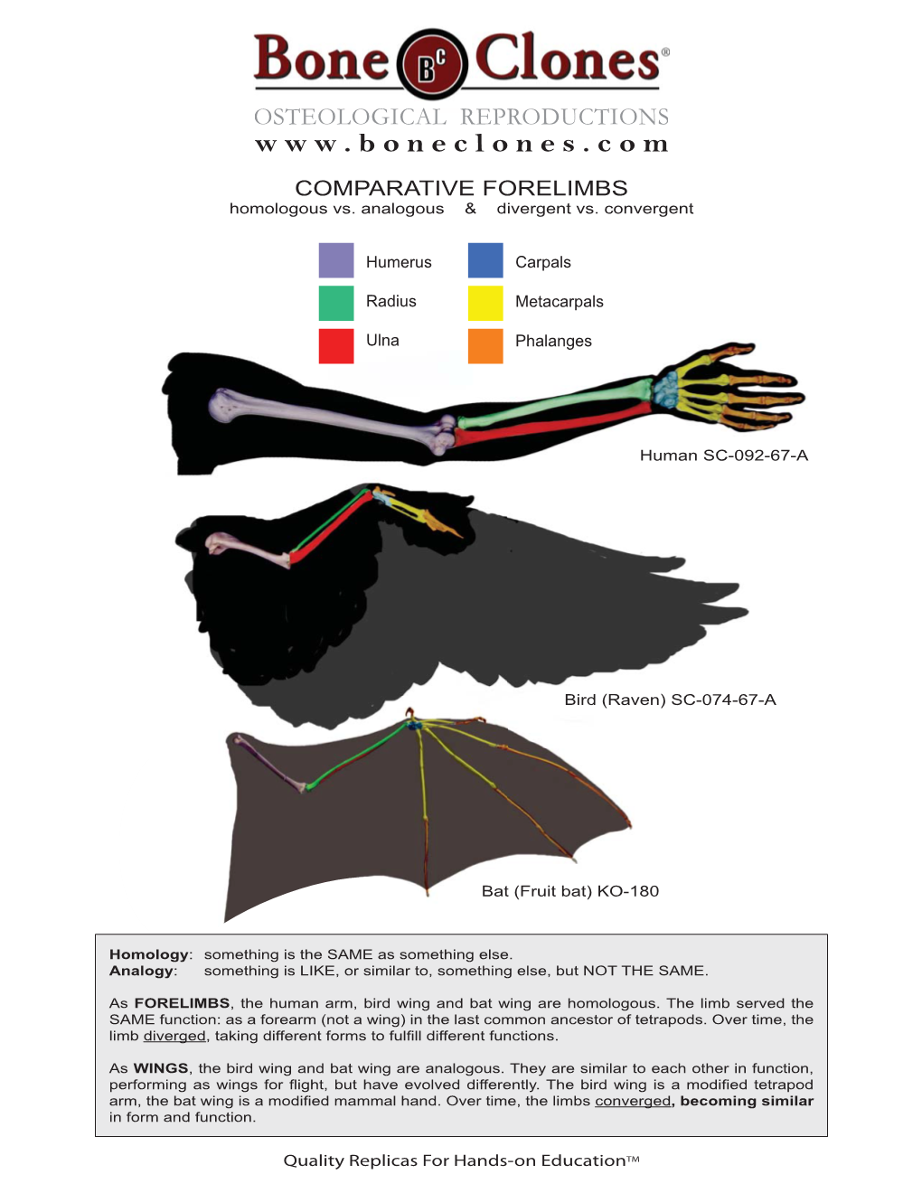 COMPARATIVE FORELIMBS Homologous Vs