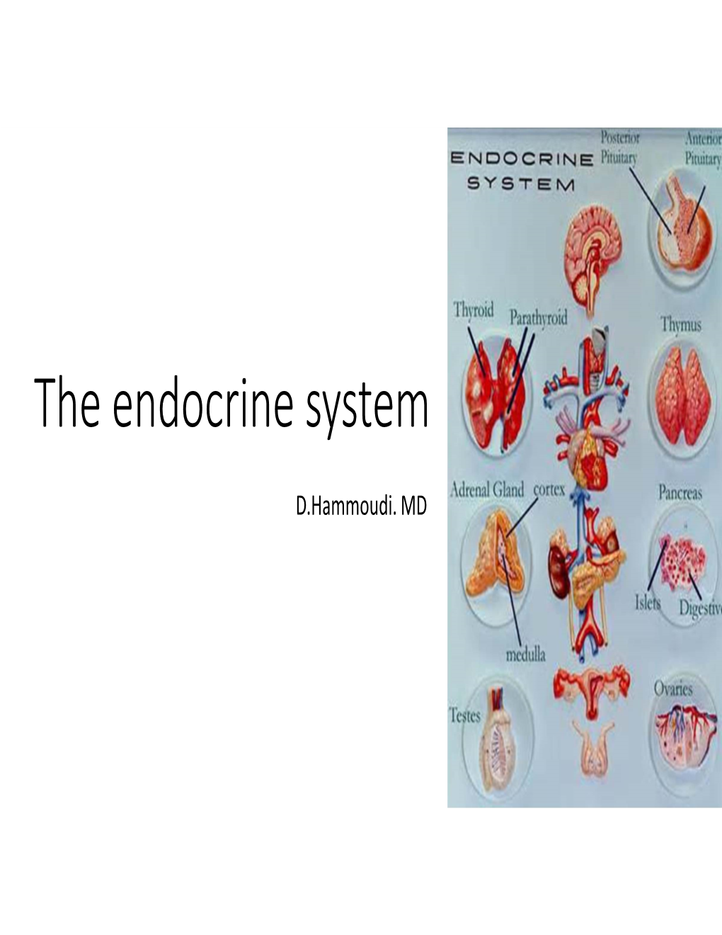 The Endocrine System