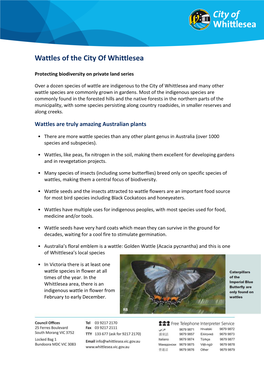 Wattles of the City of Whittlesea