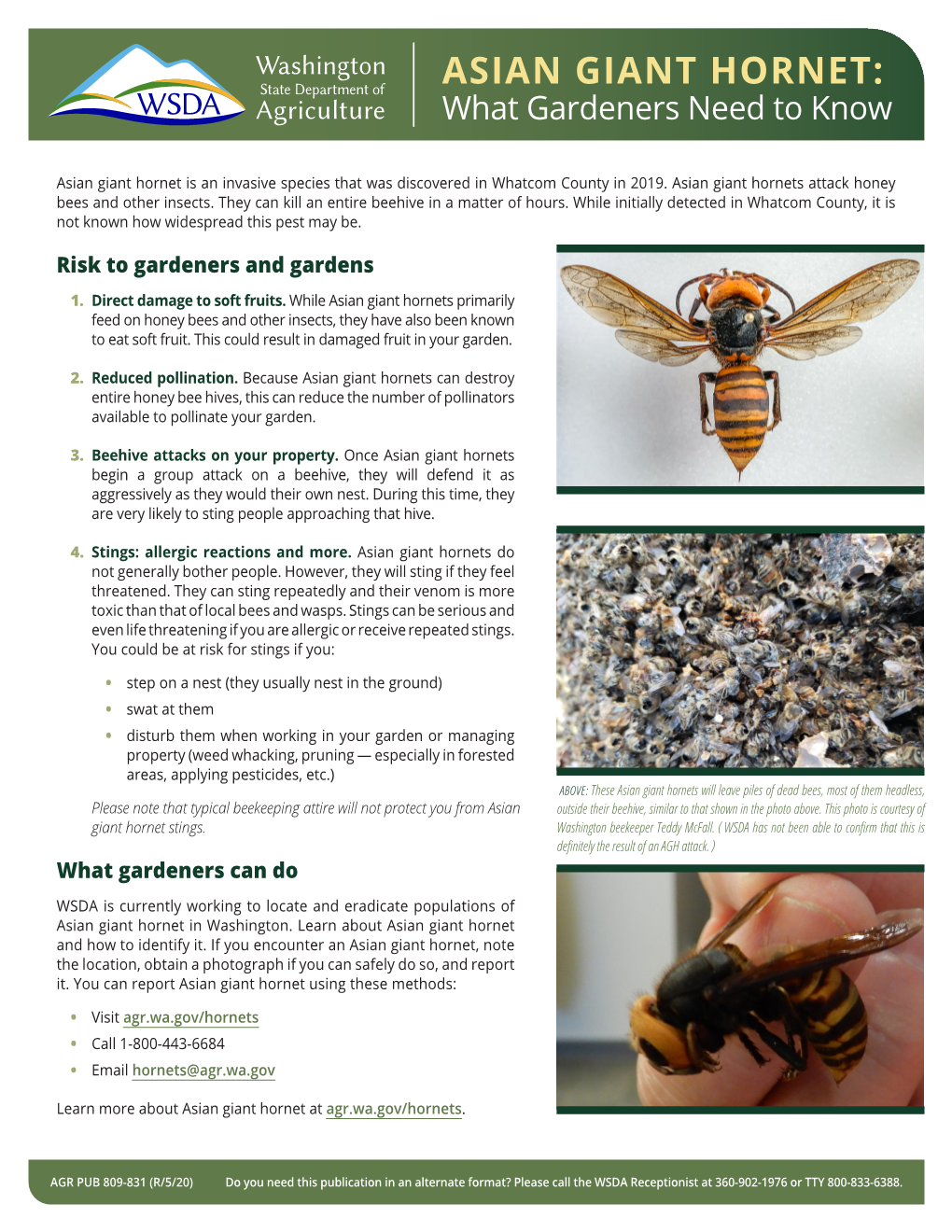 ASIAN GIANT HORNET: What Gardeners Need to Know
