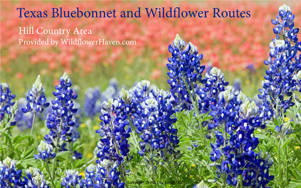 Texas Bluebonnet and Wildflower Routes: Texas Hill Country