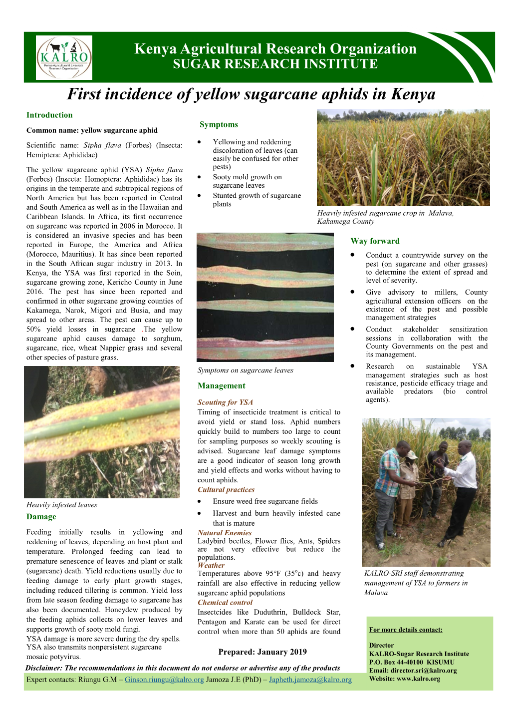 First Incidence of Yellow Sugarcane Aphids (YSA)