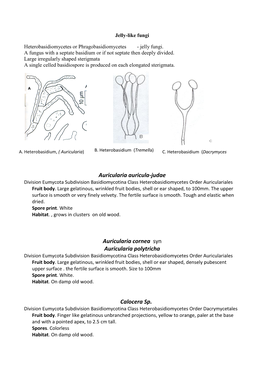 Auricularia Auricula-Judae Auricularia Cornea Syn Auricularia Polytricha