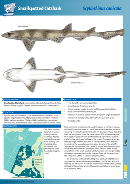 Smallspotted Catshark Scyliorhinus Canicula