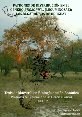 Prosopis Algarrobos En Uruguay