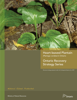 Plantago Cordata) in Ontario Ontario Recovery Strategy Series