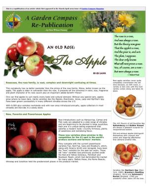 An Old Rose: the Apple