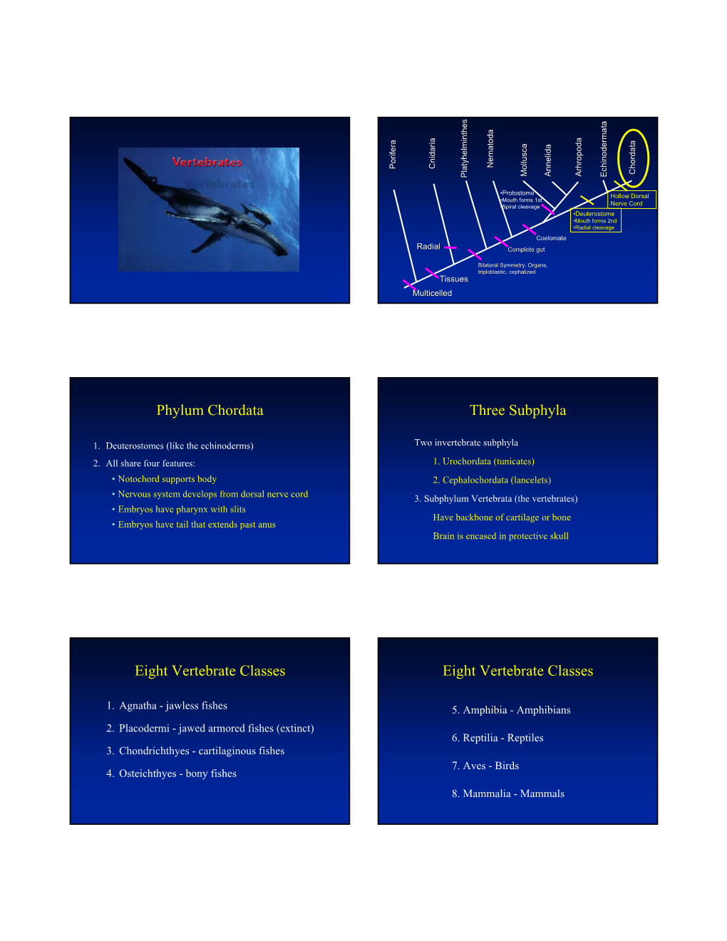 Phylum Chordata Three Subphyla Eight Vertebrate Classes Eight