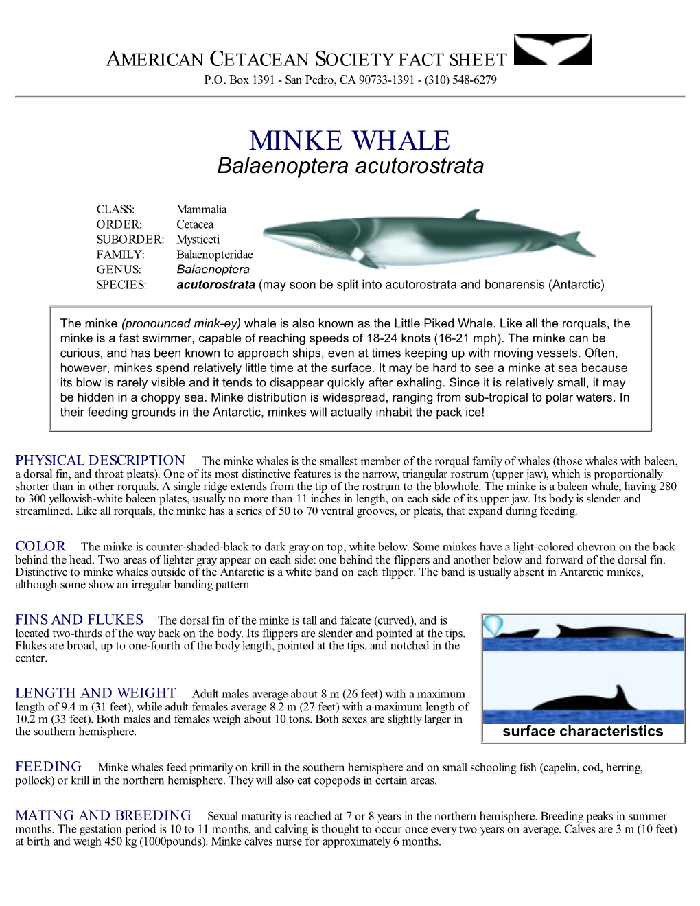 MINKE WHALE Balaenoptera Acutorostrata