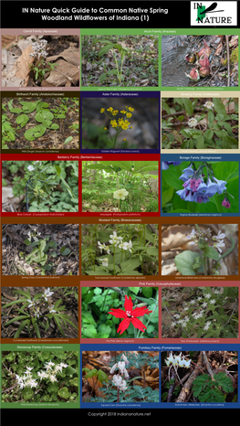 IN Nature Quick Guide to Common Native Spring Woodland Wildflowers of Indiana (1)