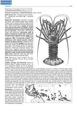 Panulirus Penicillatus (Olivier, 1791) Frequent Synonyms / Misidentifications: None / None