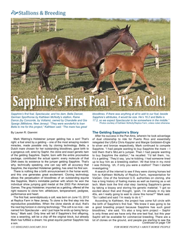 Sapphire's First Foal – It's a Colt!