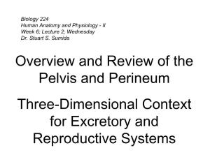 Overview and Review of the Pelvis and Perineum Three-Dimensional