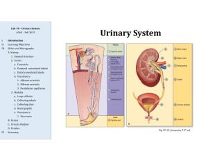 Urinary System A560 – Fall 2015 Urinary System I