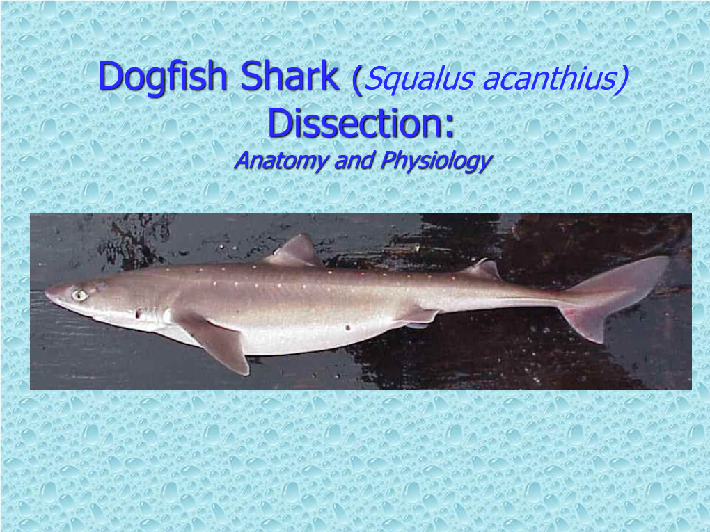 Dogfish Shark Dissection