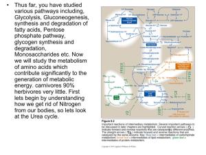 Transaminations and Urea Cycle