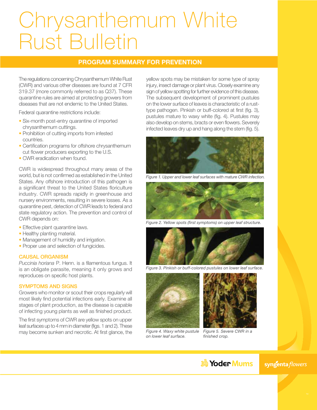 Chrysanthemum White Rust Bulletin Program Summary for Prevention