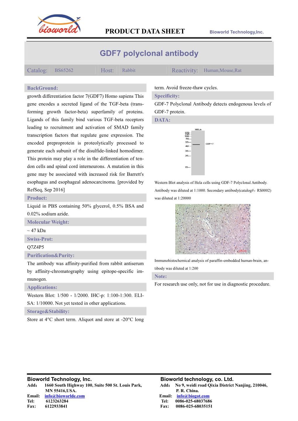 GDF7 Polyclonal Antibody