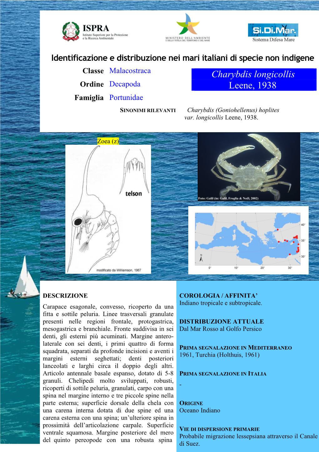 Charybdis Longicollis Ordine Decapoda Leene, 1938 Famiglia Portunidae