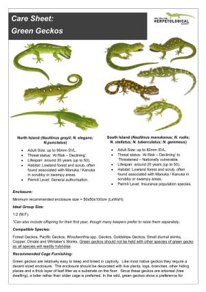 Care Sheet: Green Geckos