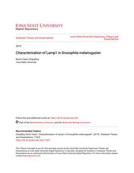 Characterization of Lamp1 in Drosophila Melanogaster