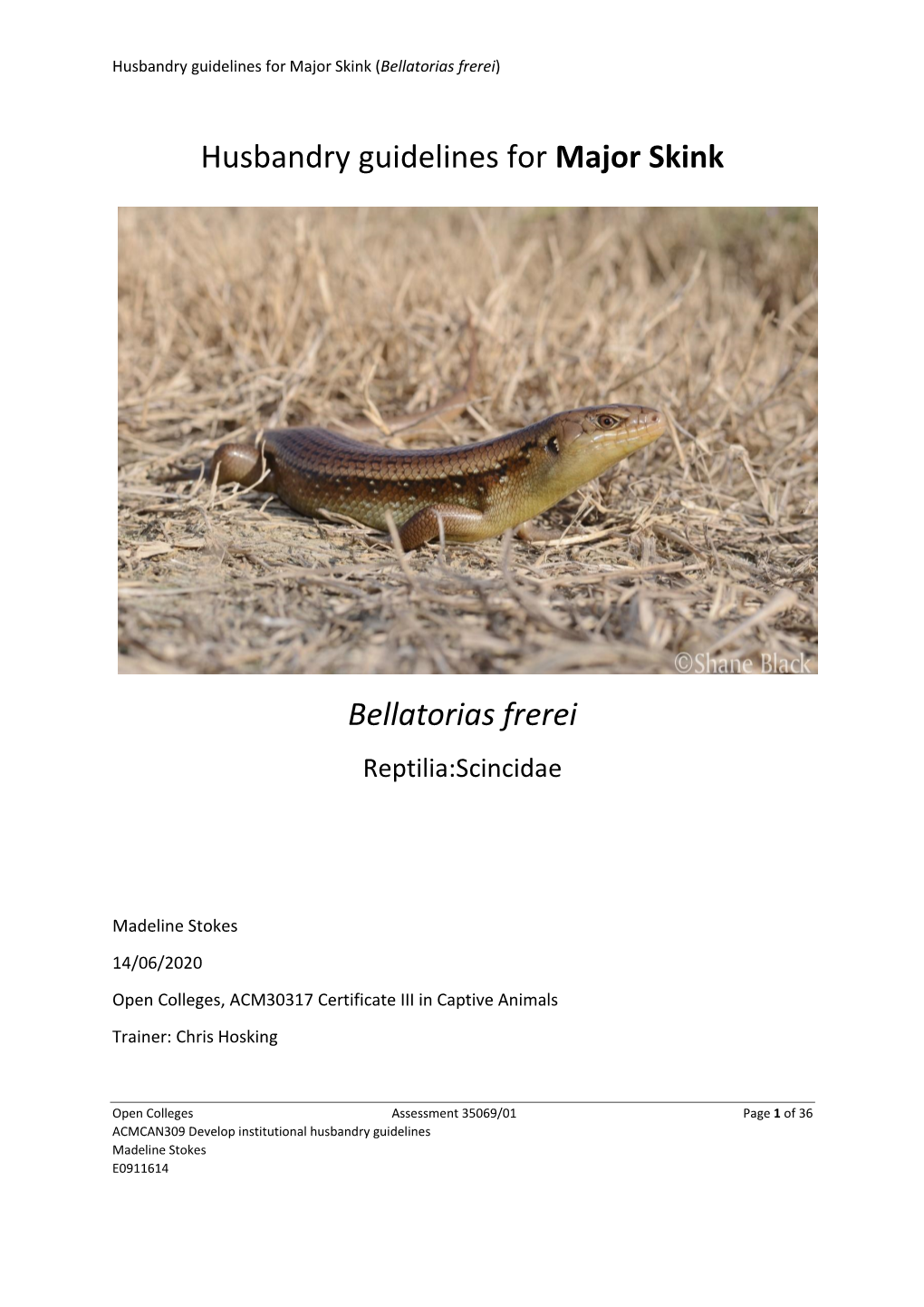 Husbandry Guidelines for Major Skink Bellatorias Frerei