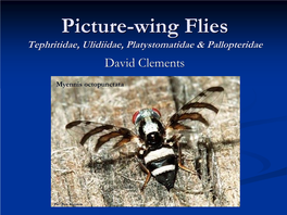 Picture-Wing Flies Tephritidae, Ulidiidae, Platystomatidae & Pallopteridae David Clements