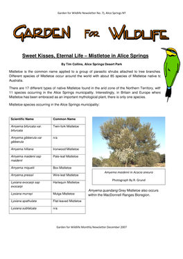 Mistletoe in Alice Springs