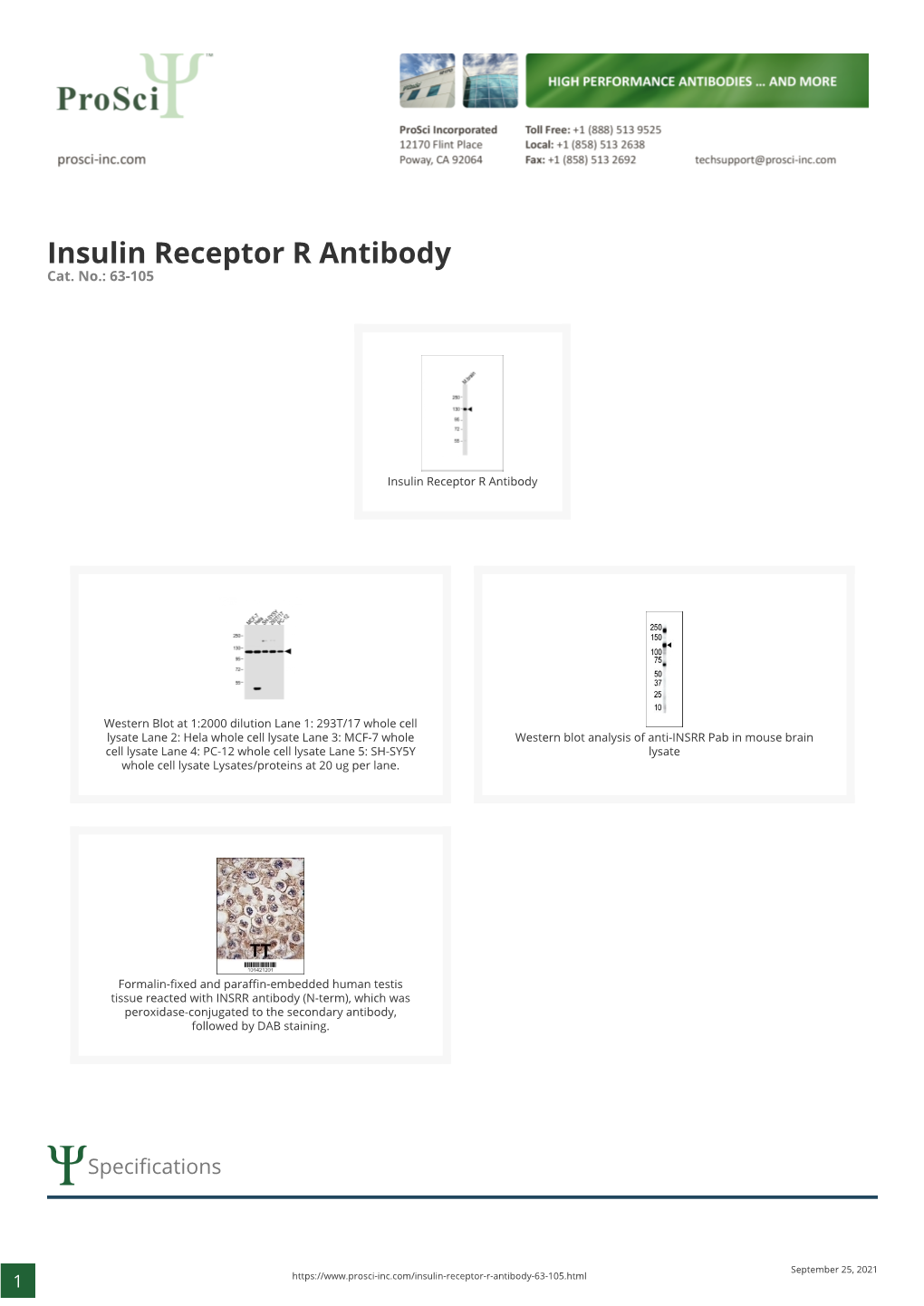 Insulin Receptor R Antibody Cat