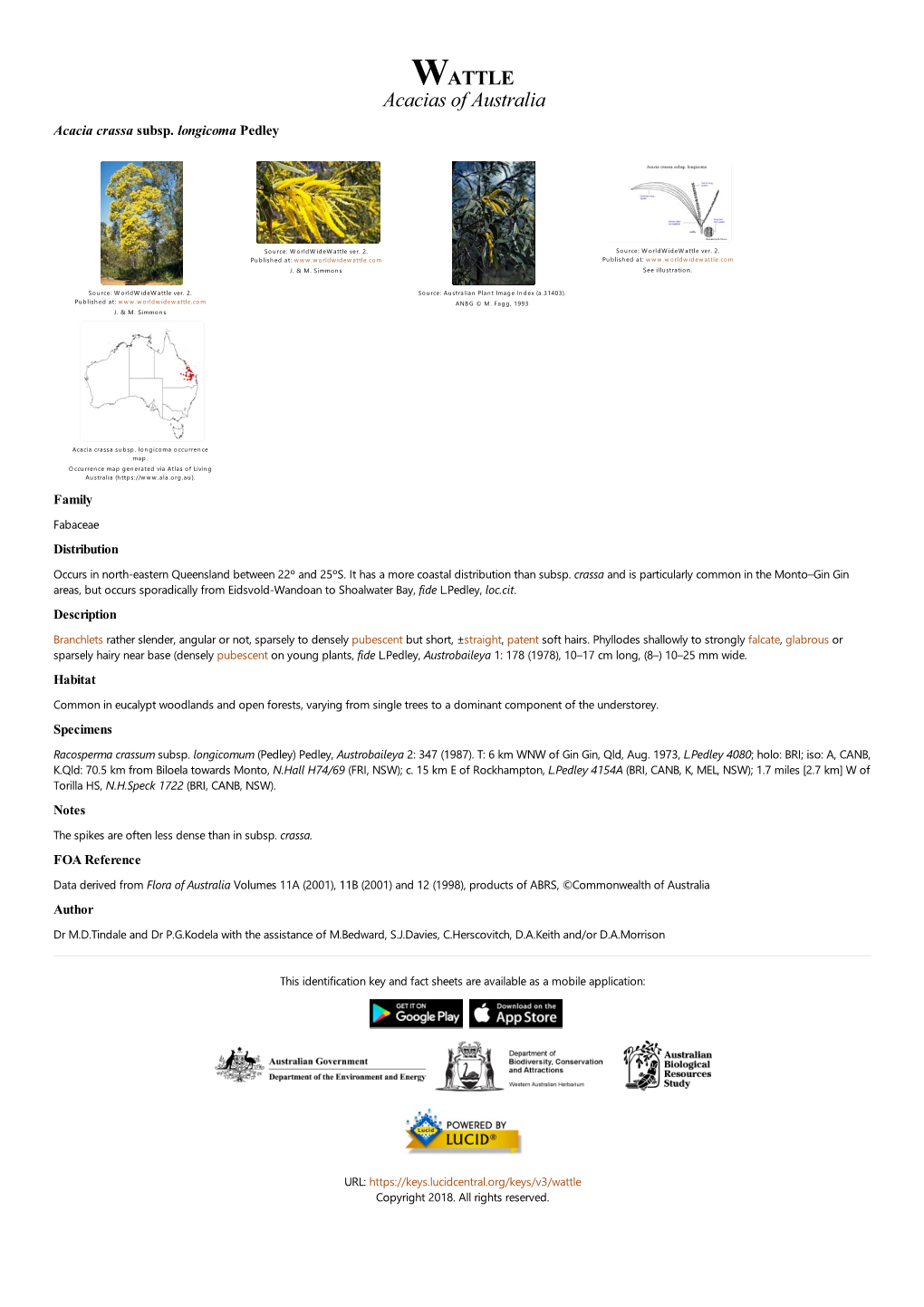 Acacia Crassa Subsp. Longicoma Pedley